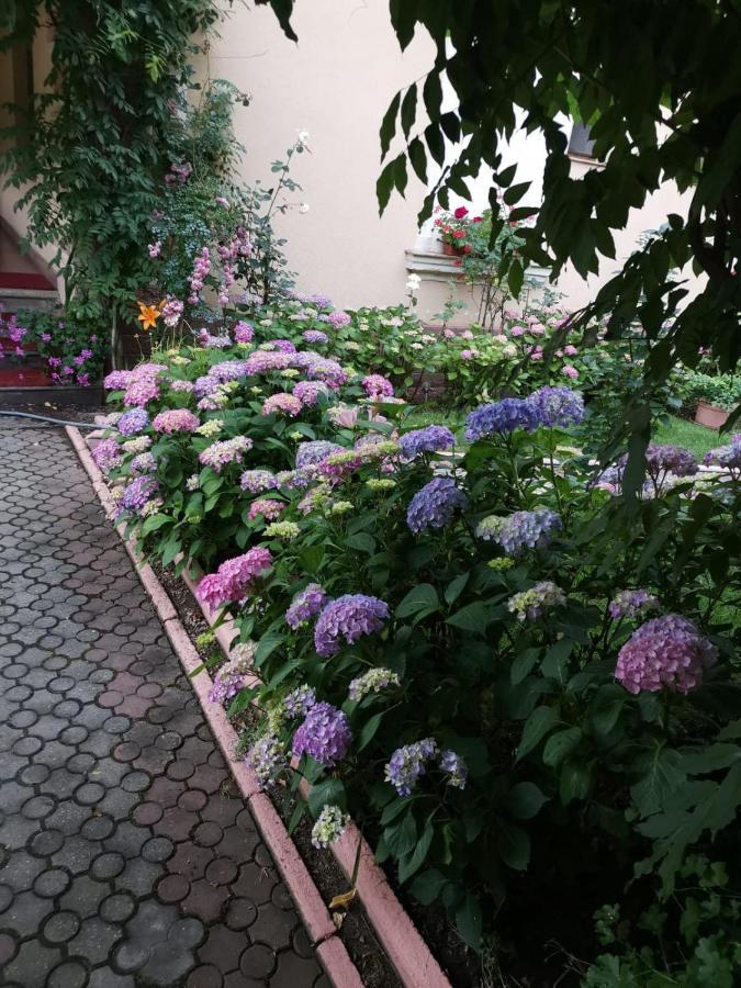 Vila Cerbul Albastru Hotel Moneasa Esterno foto